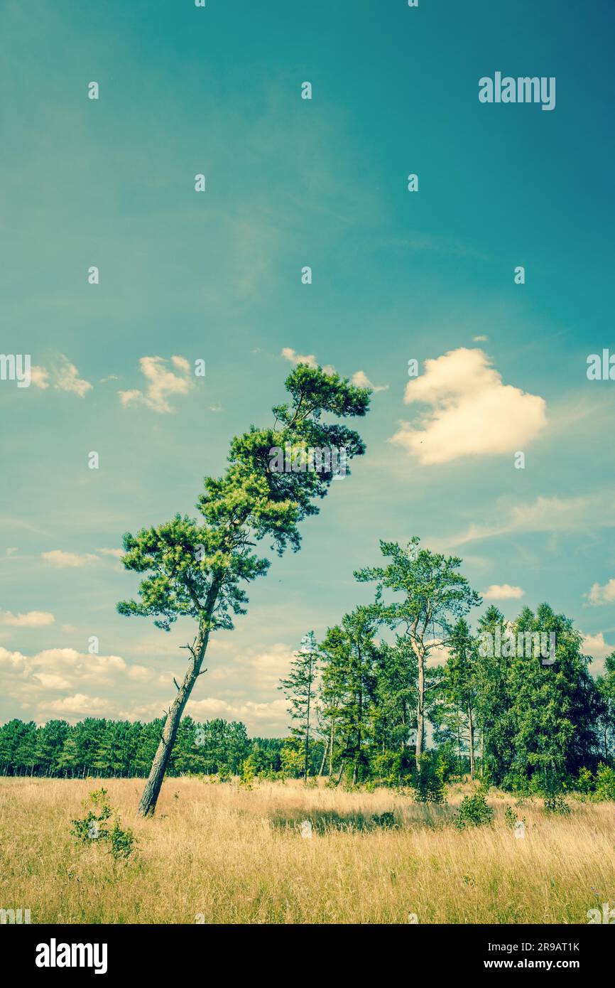Tall pine tree hi-res stock photography and images - Alamy