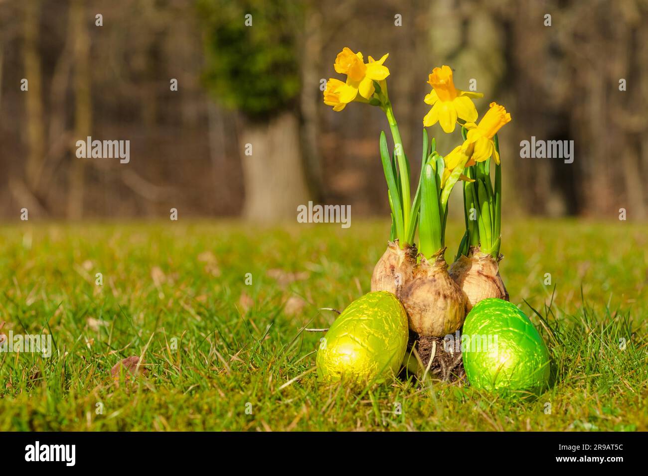 Easter eggs and daffodils in a park Stock Photo