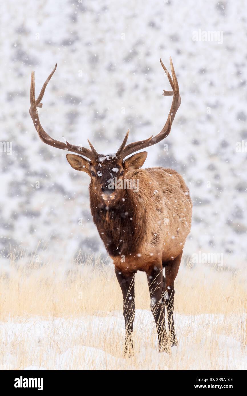 North America; United States; Wyoming; Yellowstone National Park; Wildlife; Winter; Elk: Cervus canadensis; Bull Stock Photo