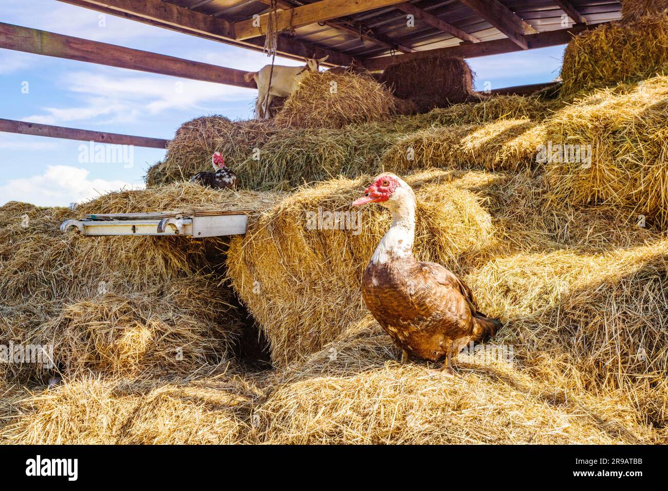Farm animals in a barn with hay in an idyllic scenery in the summer