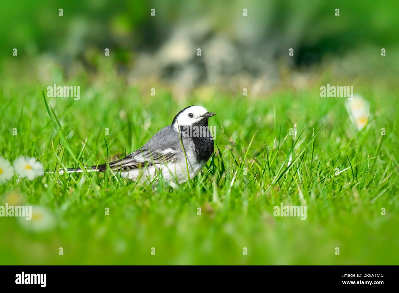 Wagtail bird on a green lawn in the spring in bright daylight Stock Photo