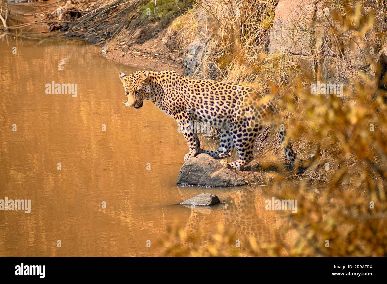 Leopard looking for fish in a waterhole in South Africa under a hot sun Stock Photo