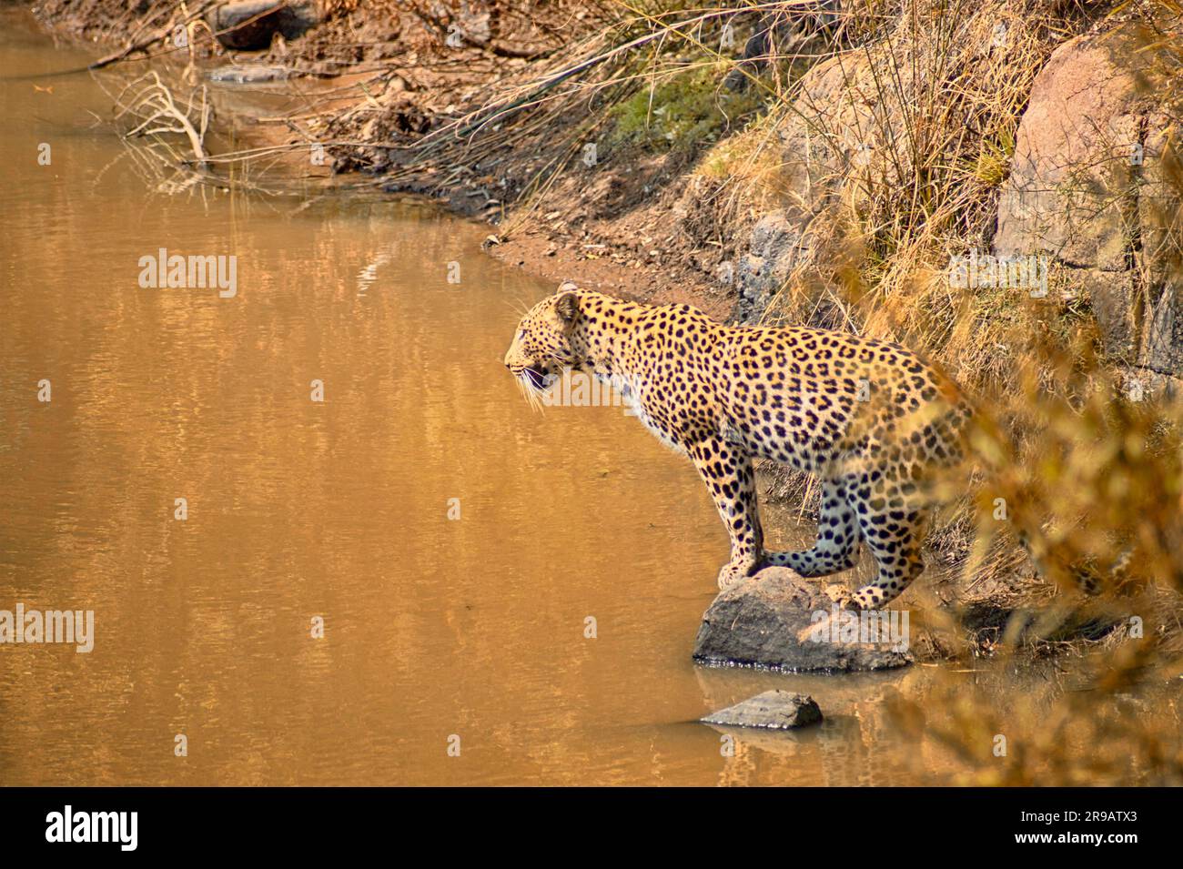 Leopard fishing in a small waterhole in the dry Africa nature in the summertime Stock Photo