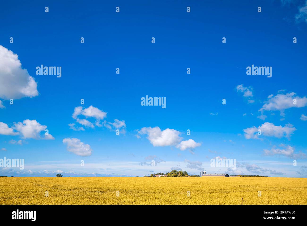 Farm in a countryside landscape with golden fields under a blue sky in ...