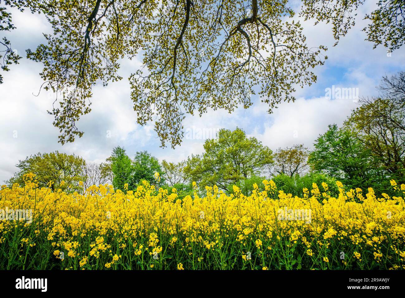Yellow canola flowers under a tree in the summer in a rural countryside ...