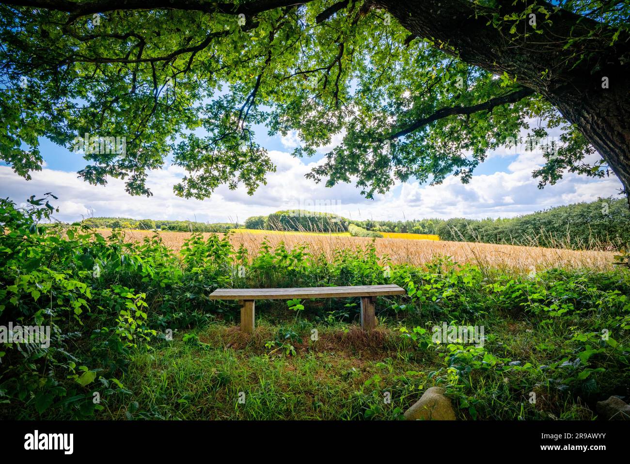 Summer wooden environment hi-res stock photography and images - Alamy