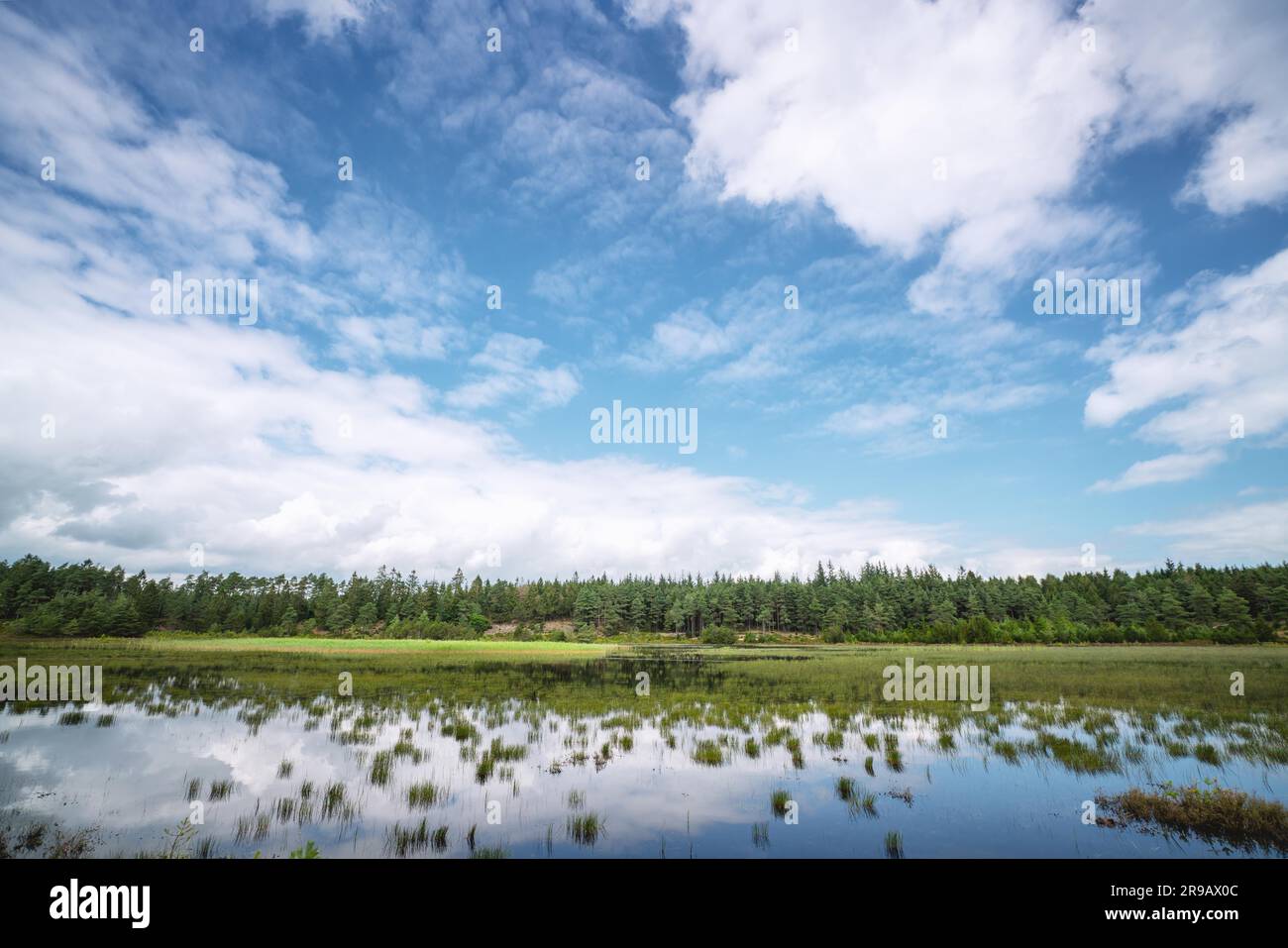 Premium Photo  Swamp landscape under a blue sky on a clear day