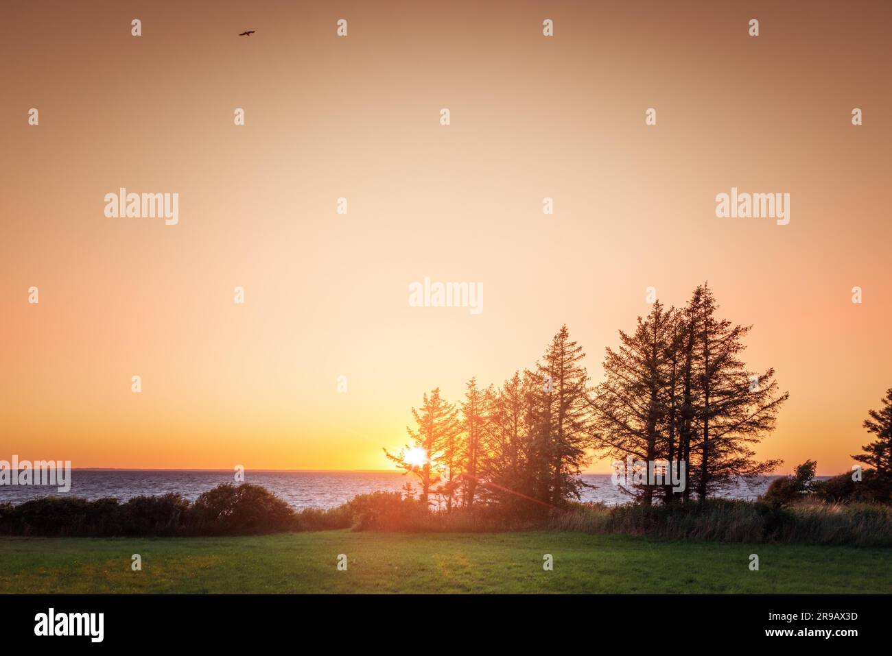 Sunset by the ocean with pine tree silhouettes in the late evening Stock Photo