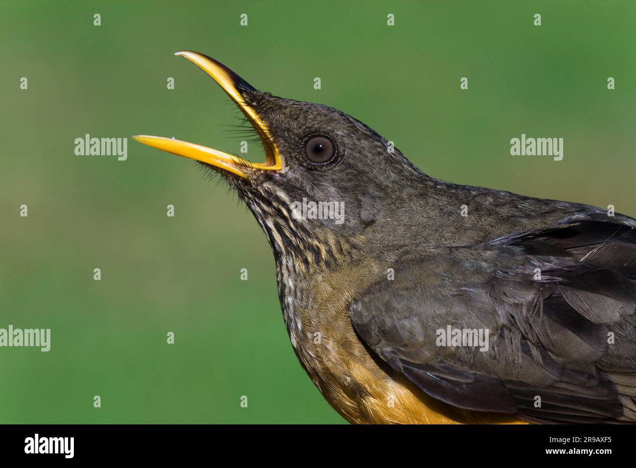 Olive Thrush (Turdus olivaceus), Oribi Gorge Nature Reserve, KwaZulu-Natal, South Africa Stock Photo