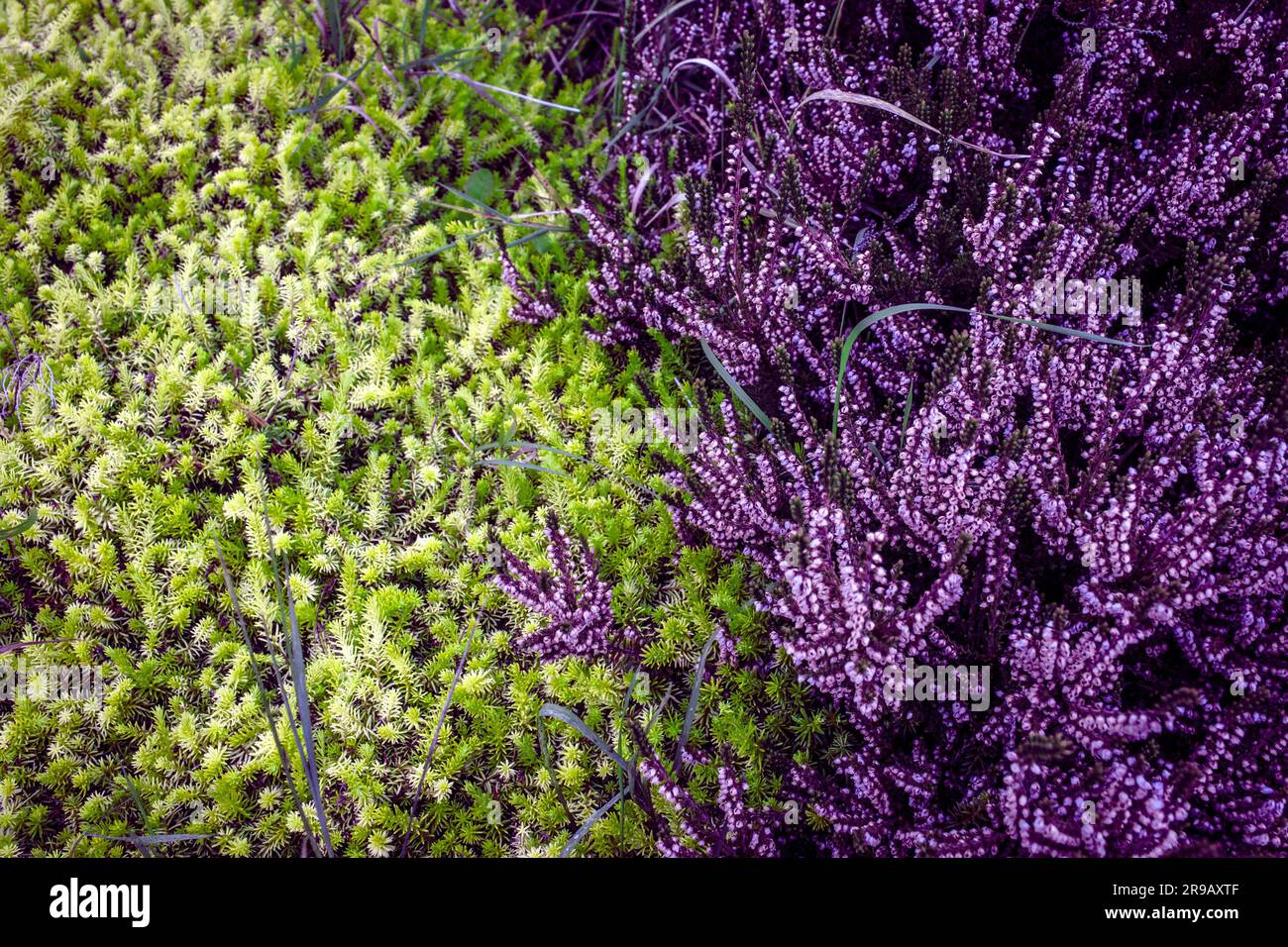 Purple heather with contrast green pine Stock Photo