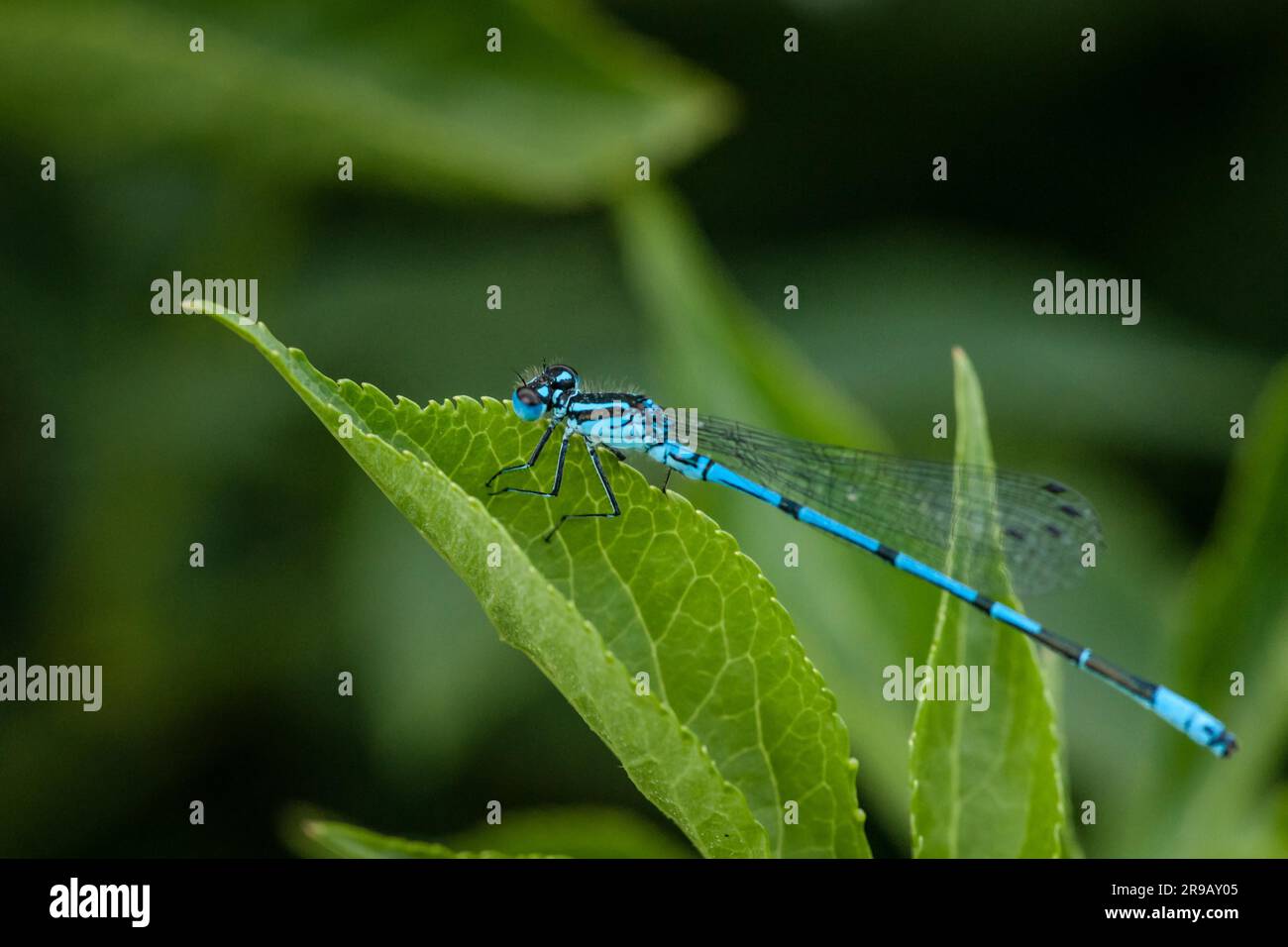 Blue damselfly sitting on a green leaf Stock Photo - Alamy