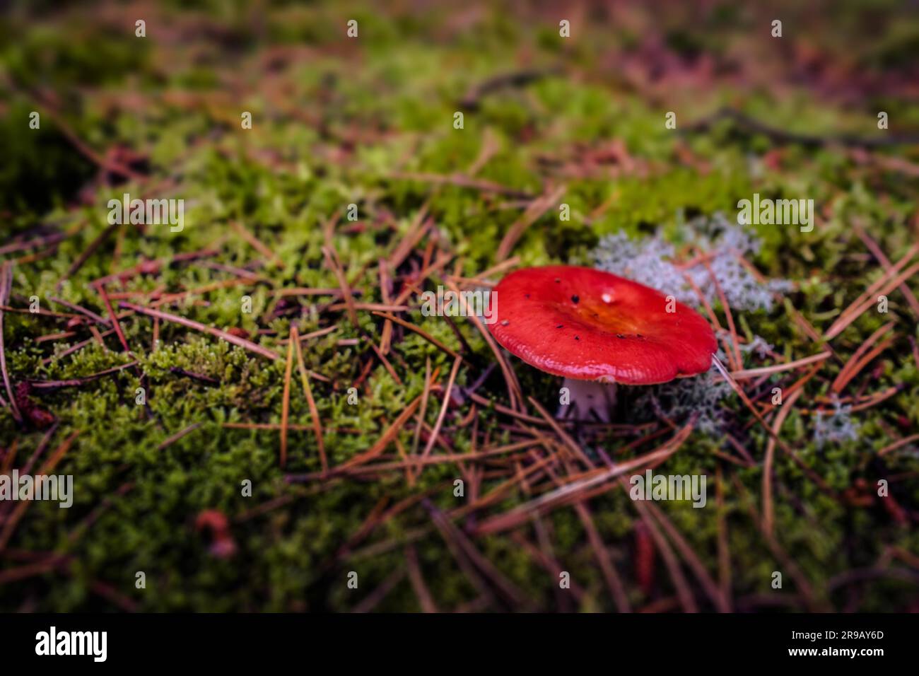 Red fungus mushroom on the forest floor Stock Photo - Alamy