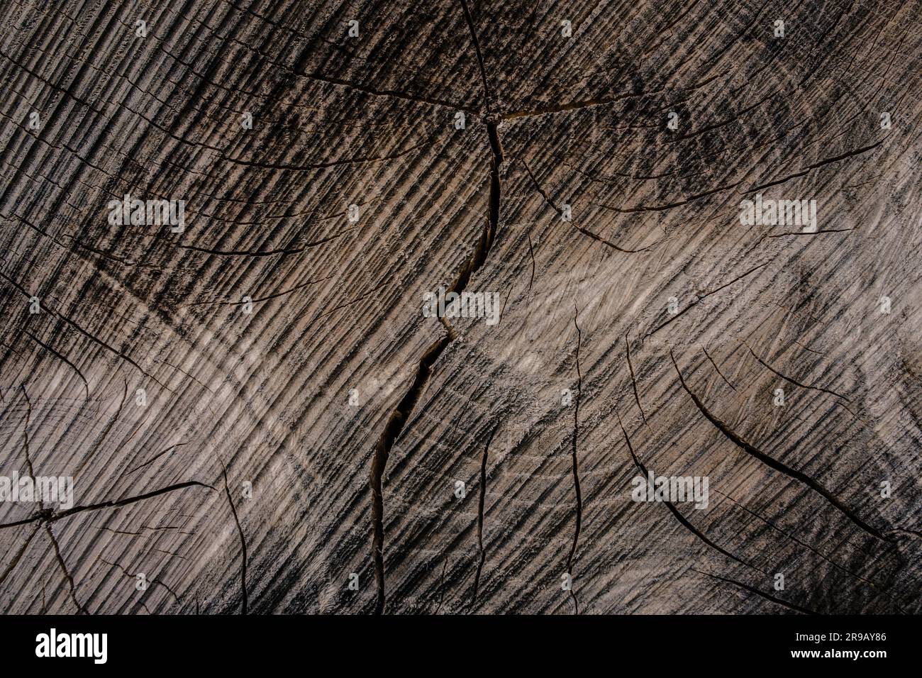 Structure of trunk hi-res stock photography and images - Alamy