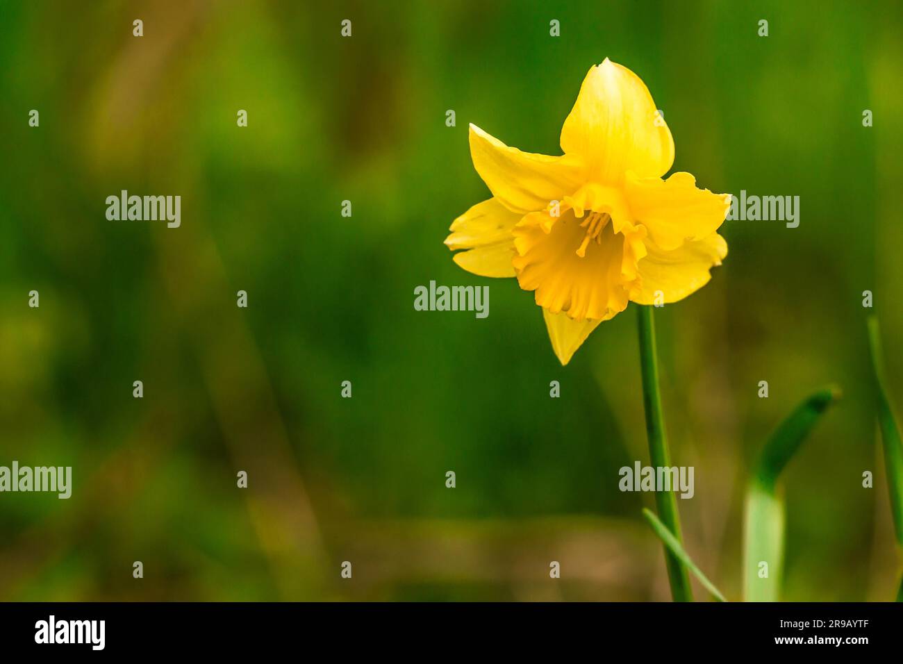 High resolution photo in best quality Stock Photo Alamy
