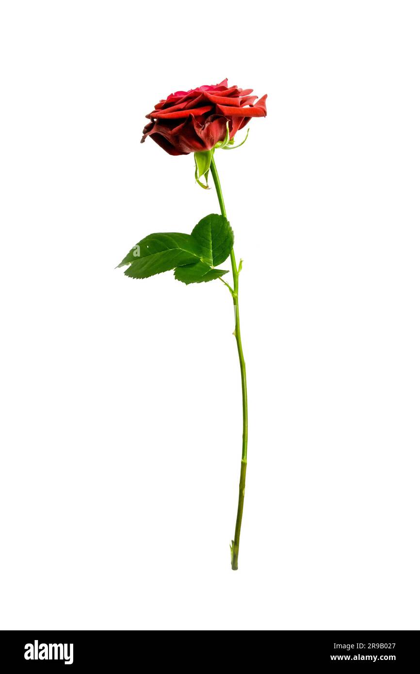 High resolution photo in best quality Stock Photo Alamy