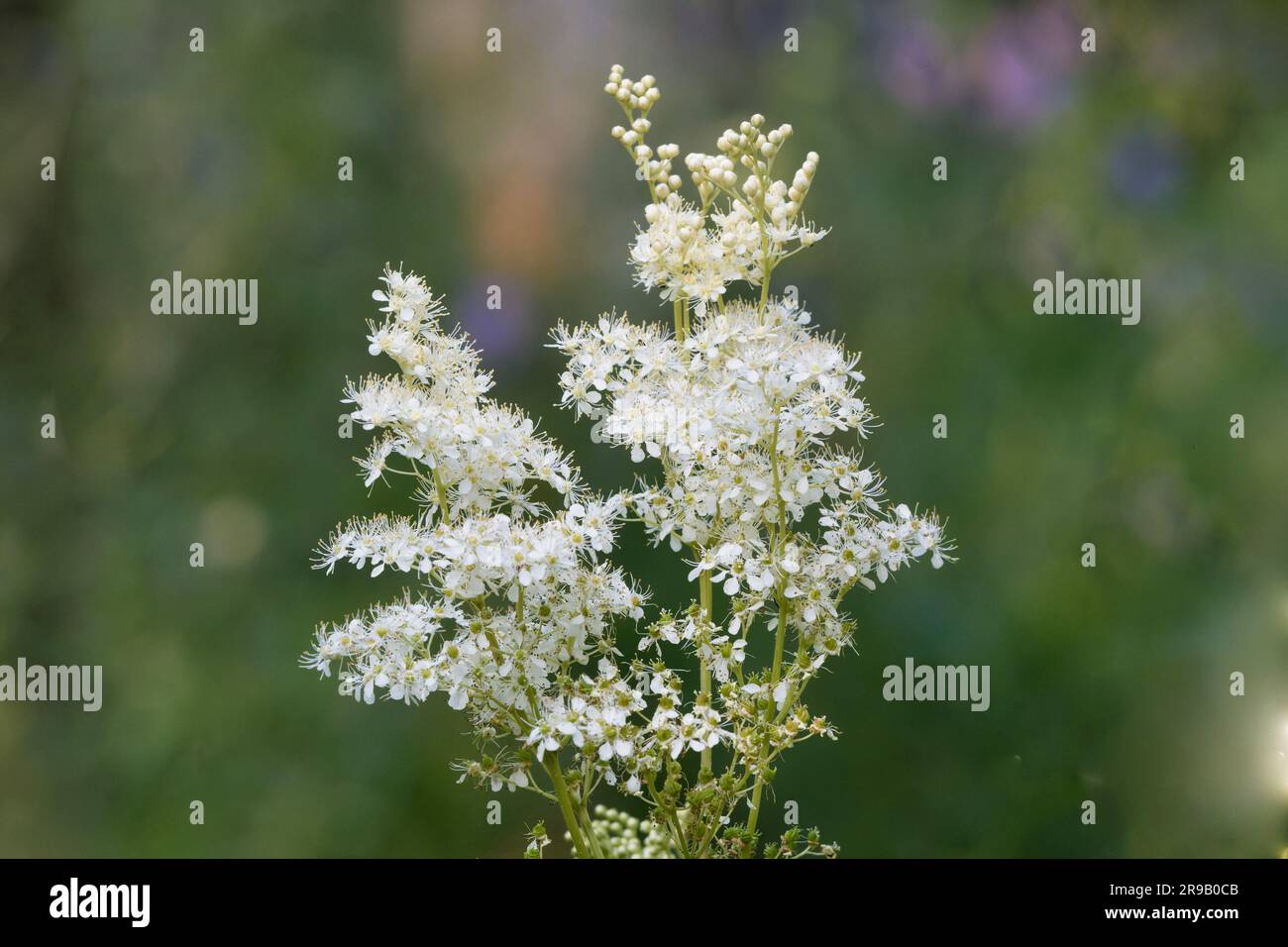 Filipendula ulmaria flowering meadowsweet against green blurry Background Stock Photo
