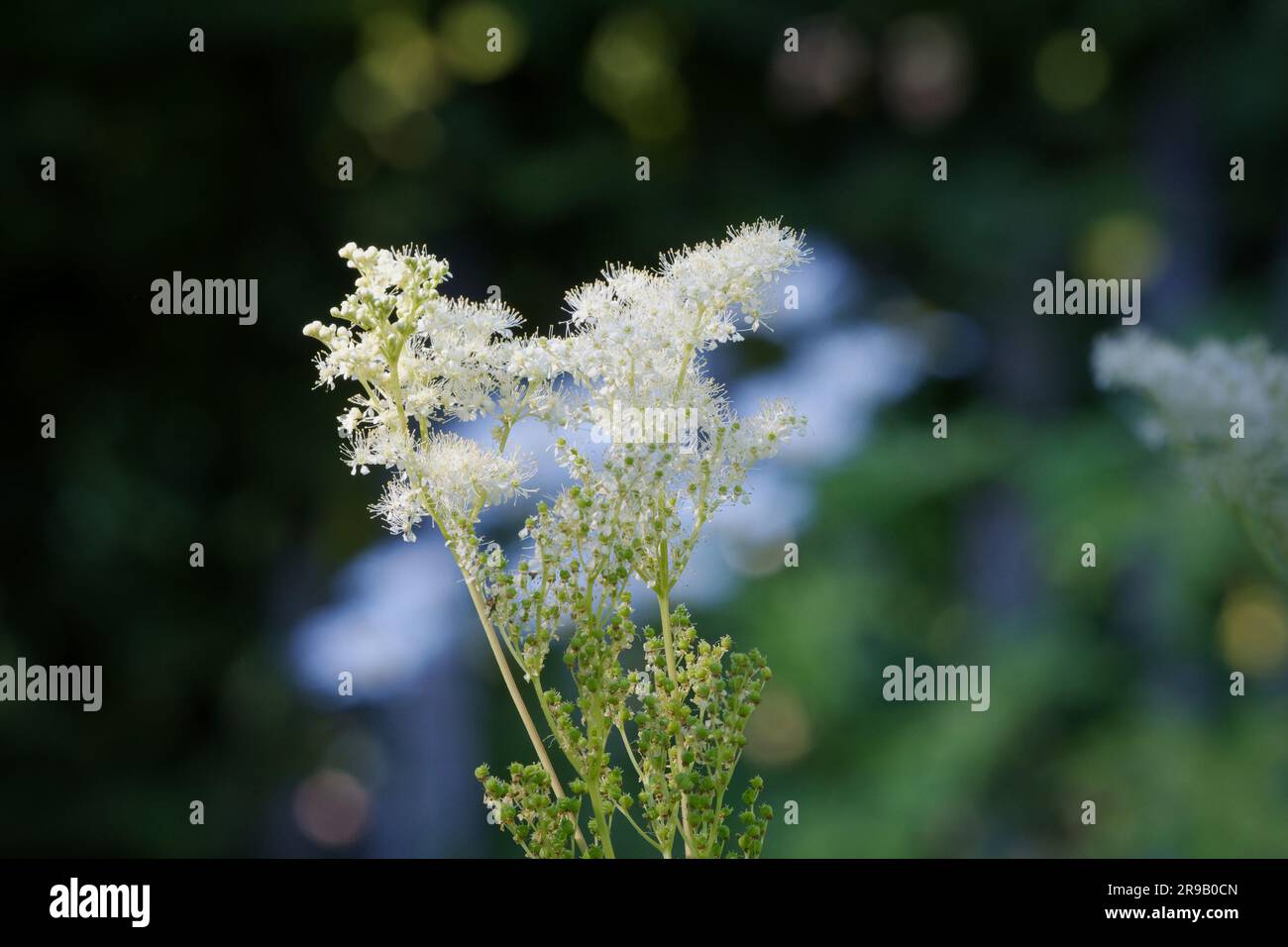 Filipendula ulmaria flowering meadowsweet against green blurry Background Stock Photo