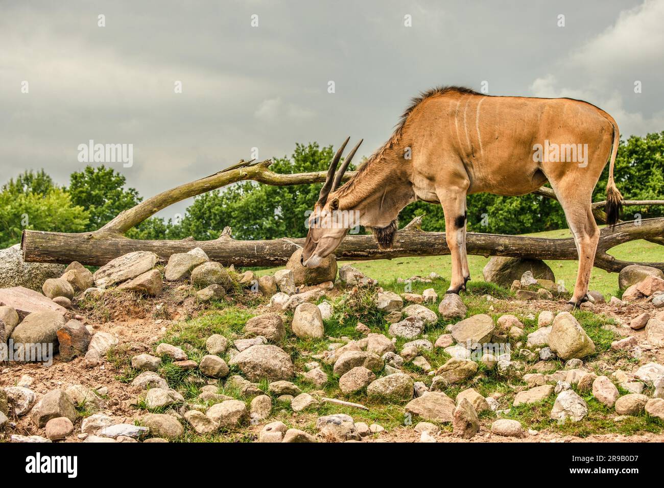 Eland antelope grassing on the african savannah Stock Photo