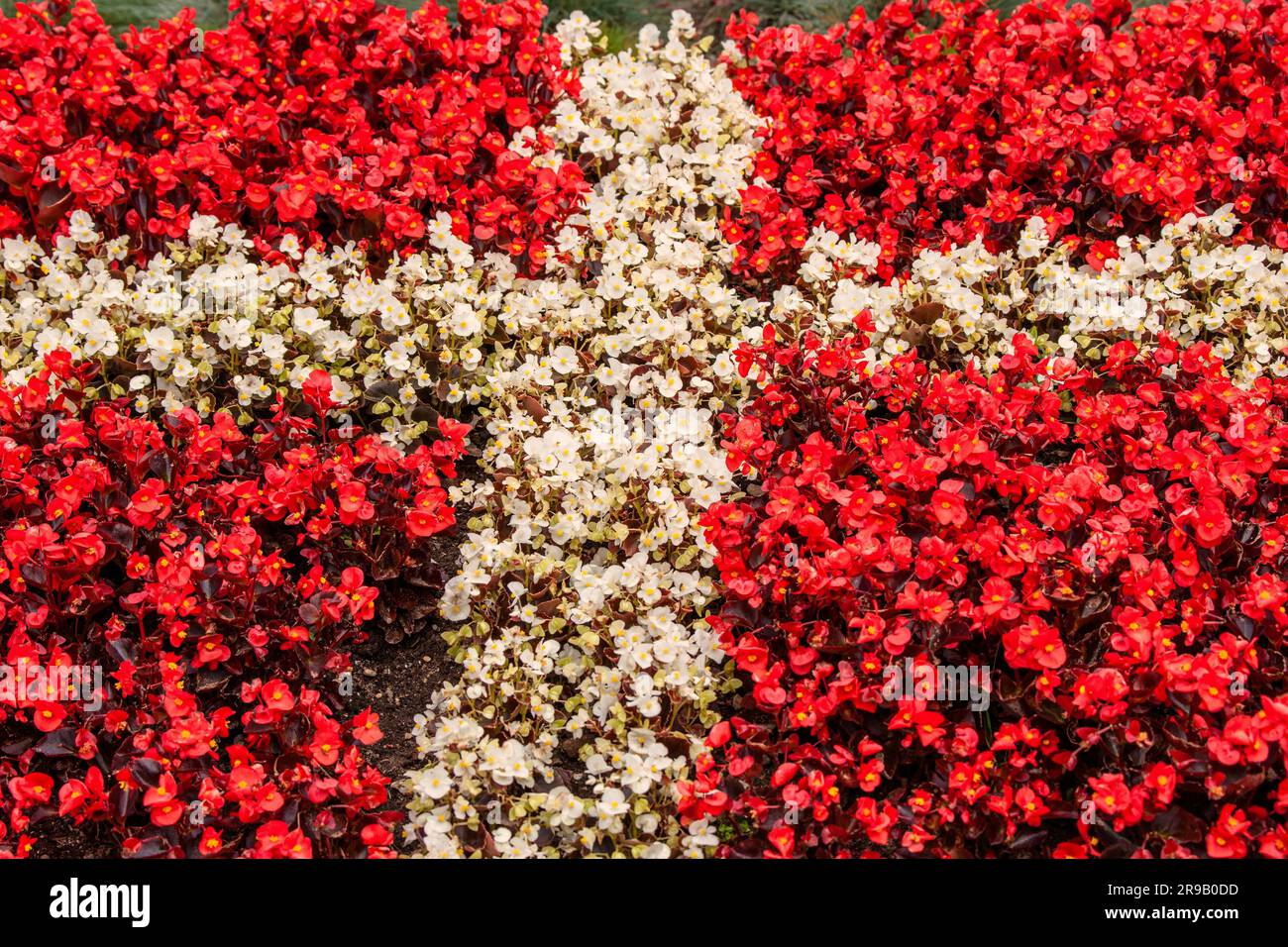 Red and white flowers illustrating the flag of Denmark Stock Photo