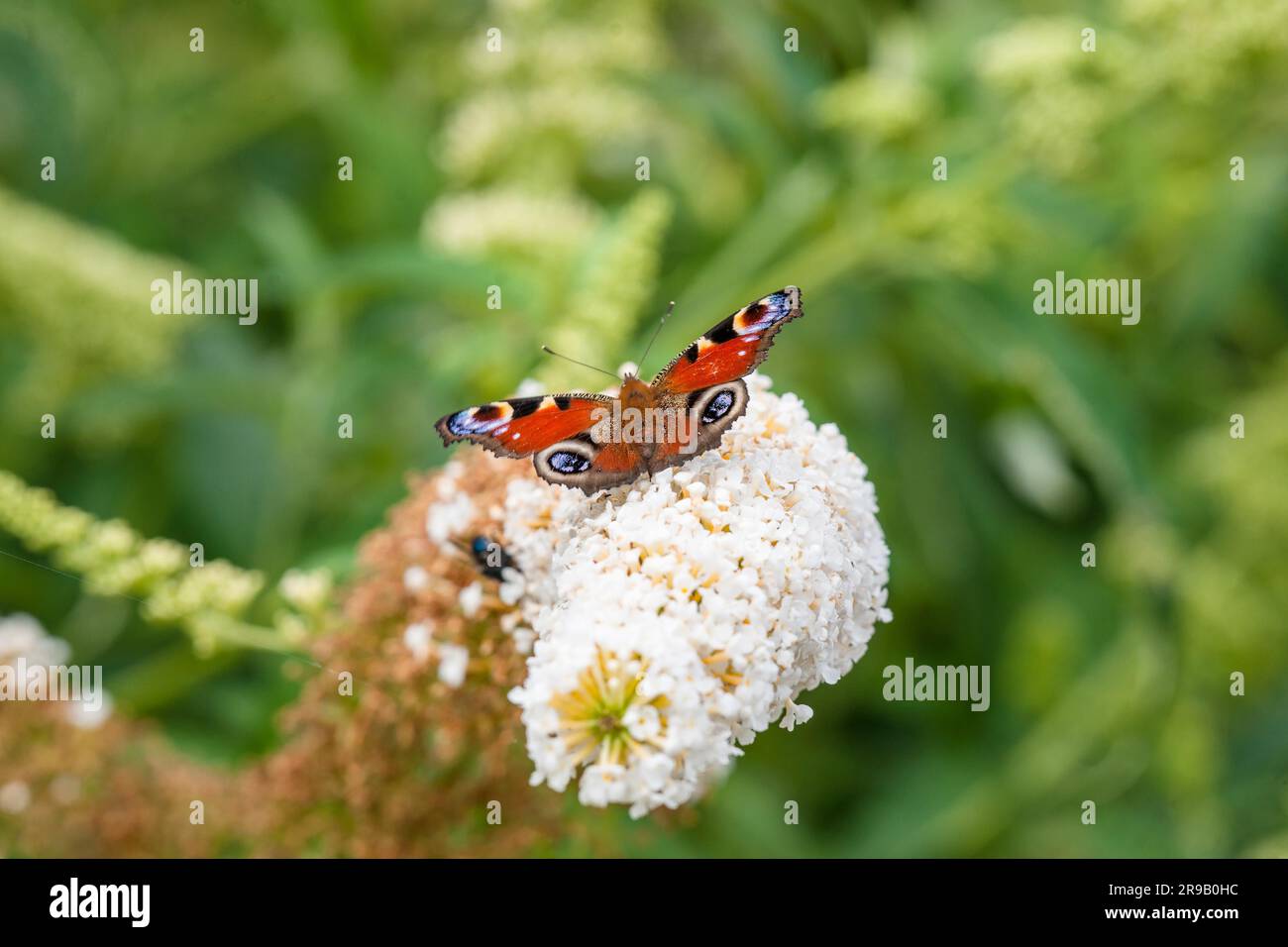 Butterfly in a garden hi-res stock photography and images - Alamy