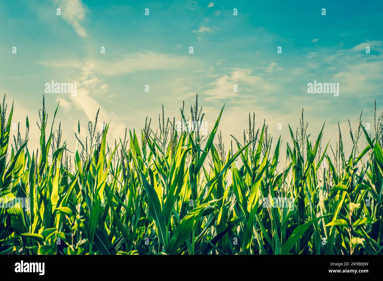 Tall green corn crops with blue sky Stock Photo