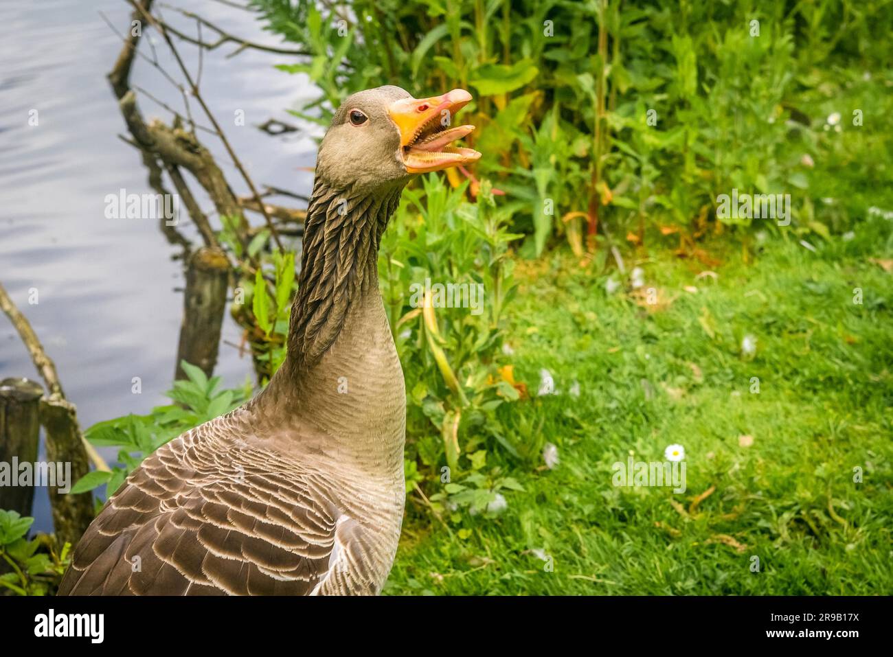Grey goose showing teeth in green nature Stock Photo
