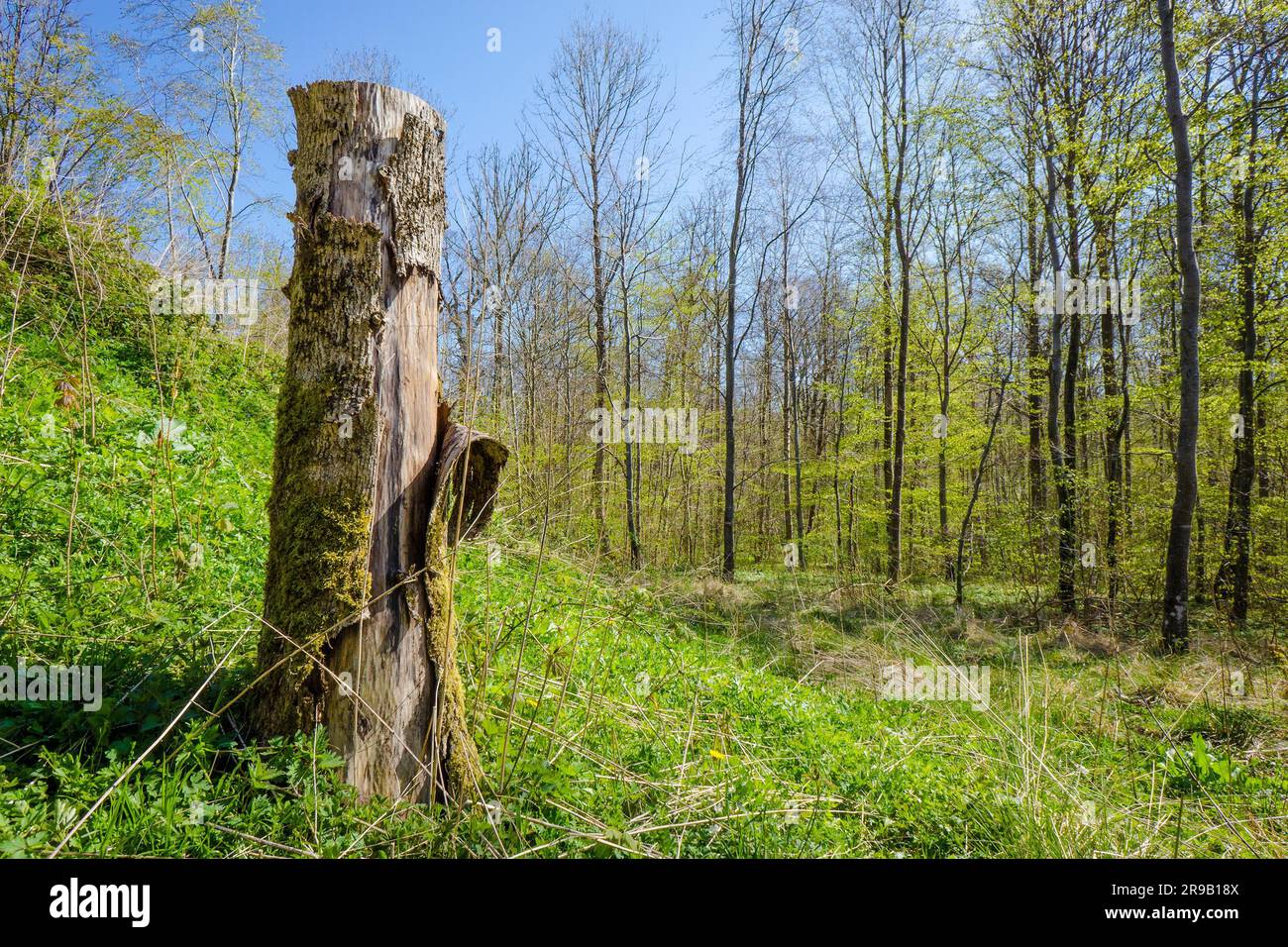 Wood log in a forest scenery in the spring Stock Photo