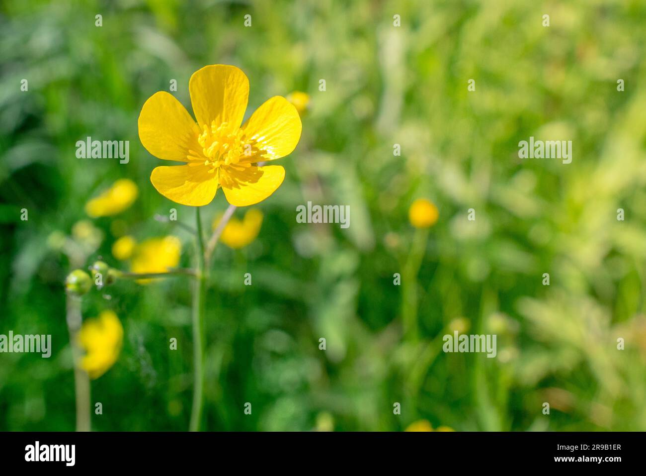 Yellow buttercup flower in natural green surroundings Stock Photo