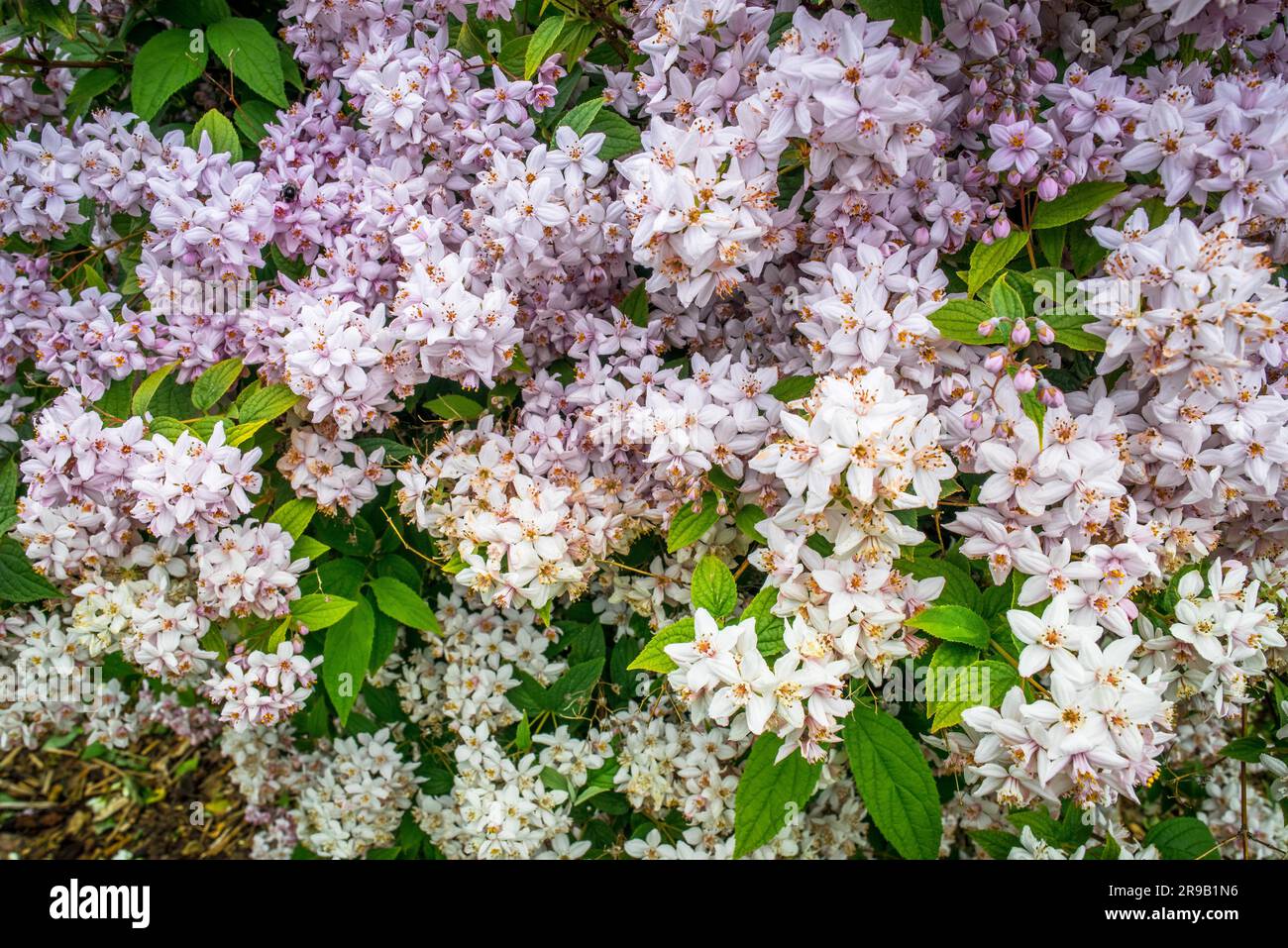 White and violet flowers on a big bush Stock Photo