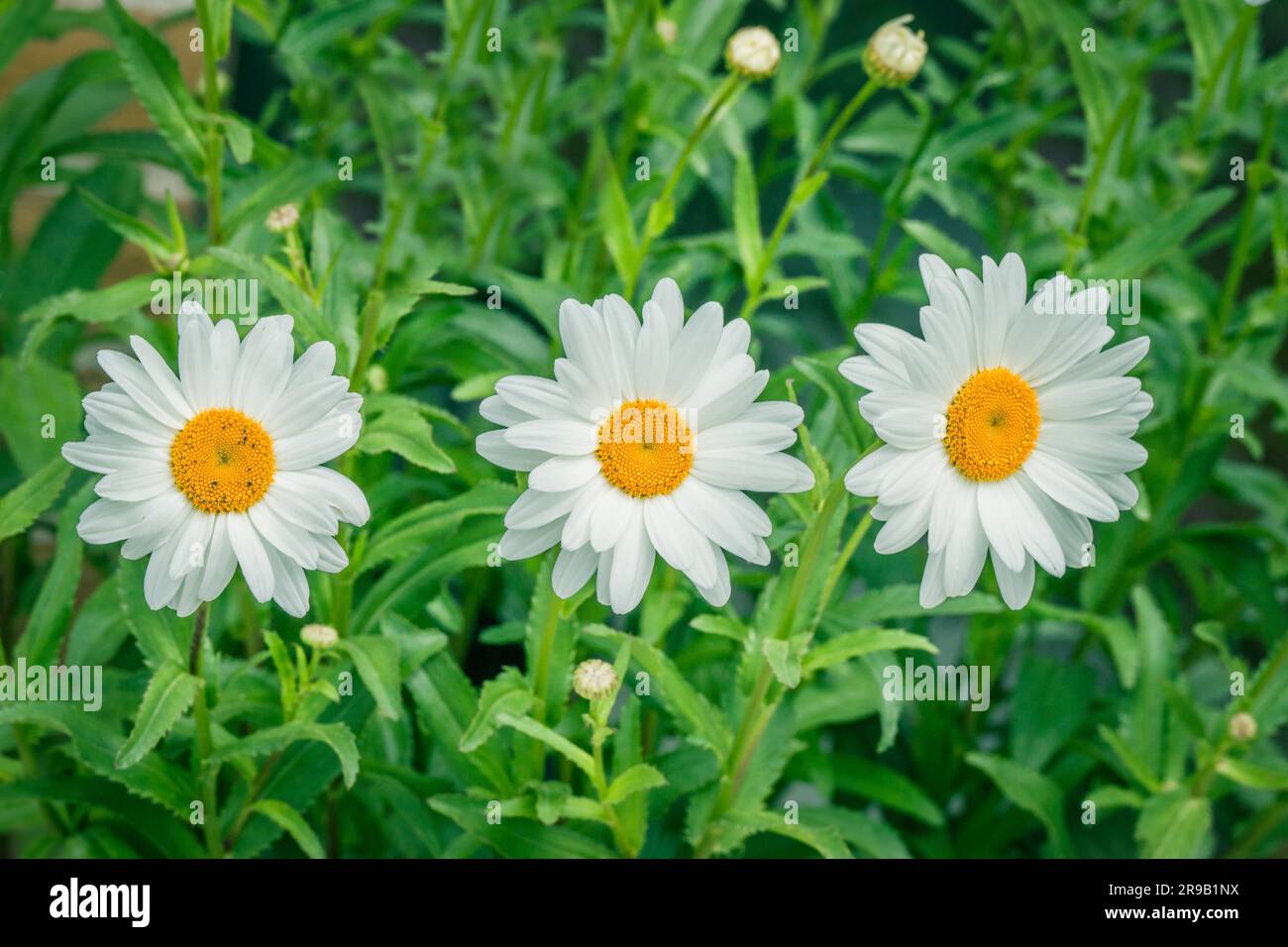 White marguerites on a row in the summer Stock Photo