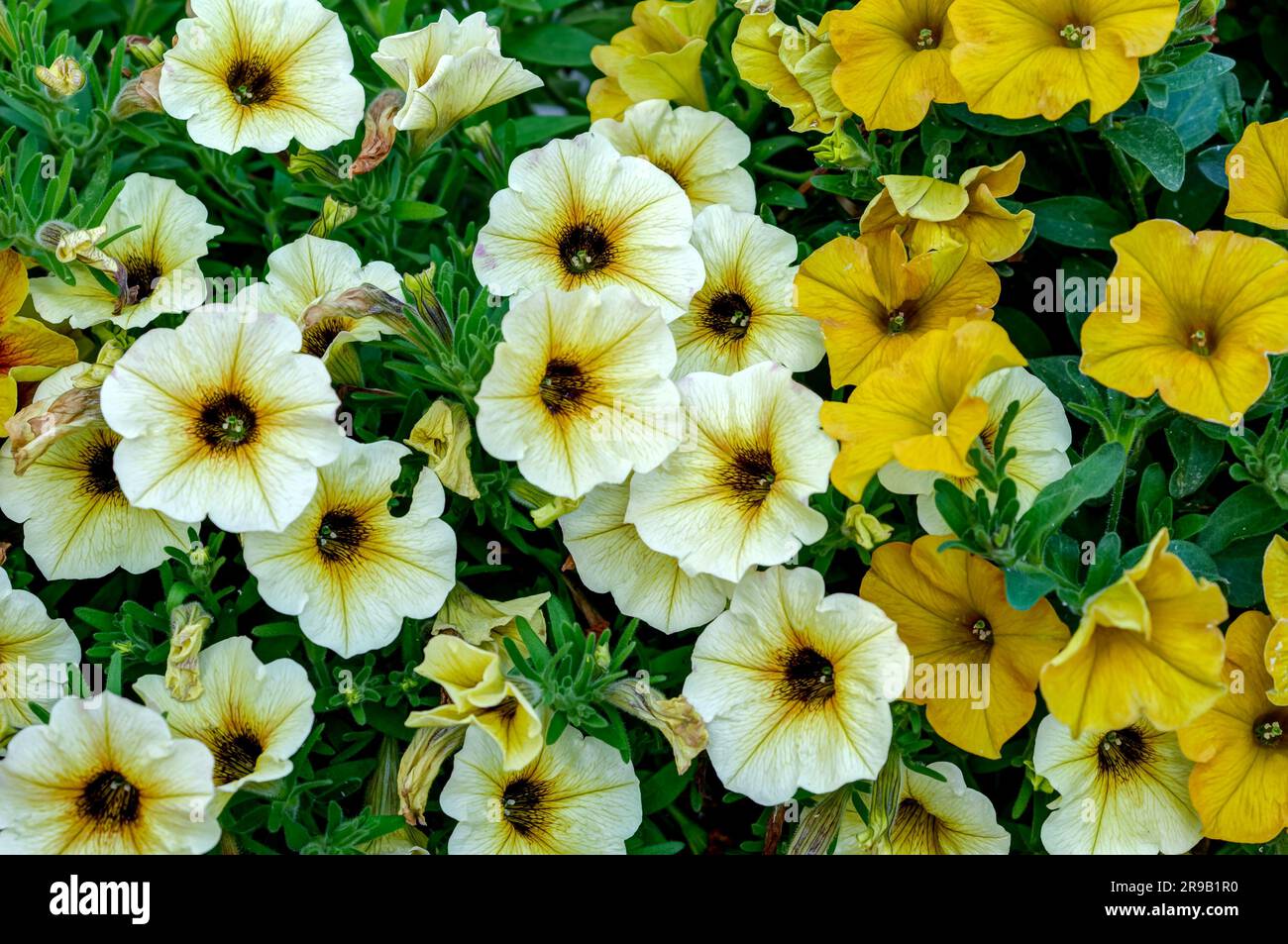 Petunia ornamental flowers in natural habitat in full bloom from close range, elegant colorful plants Stock Photo