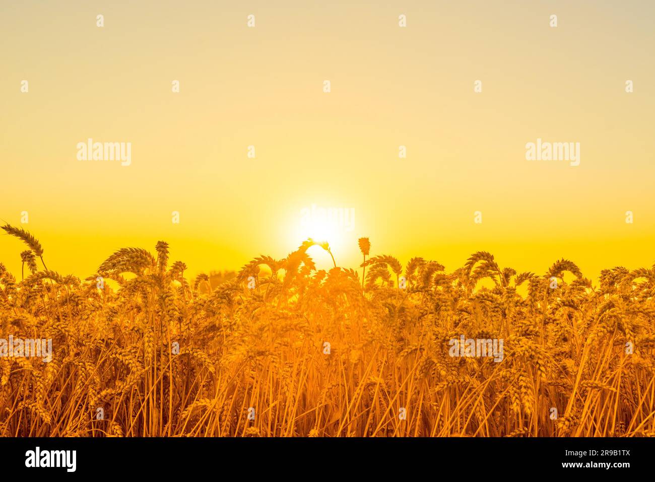Beautiful morning sunrise over a field with grain Stock Photo - Alamy