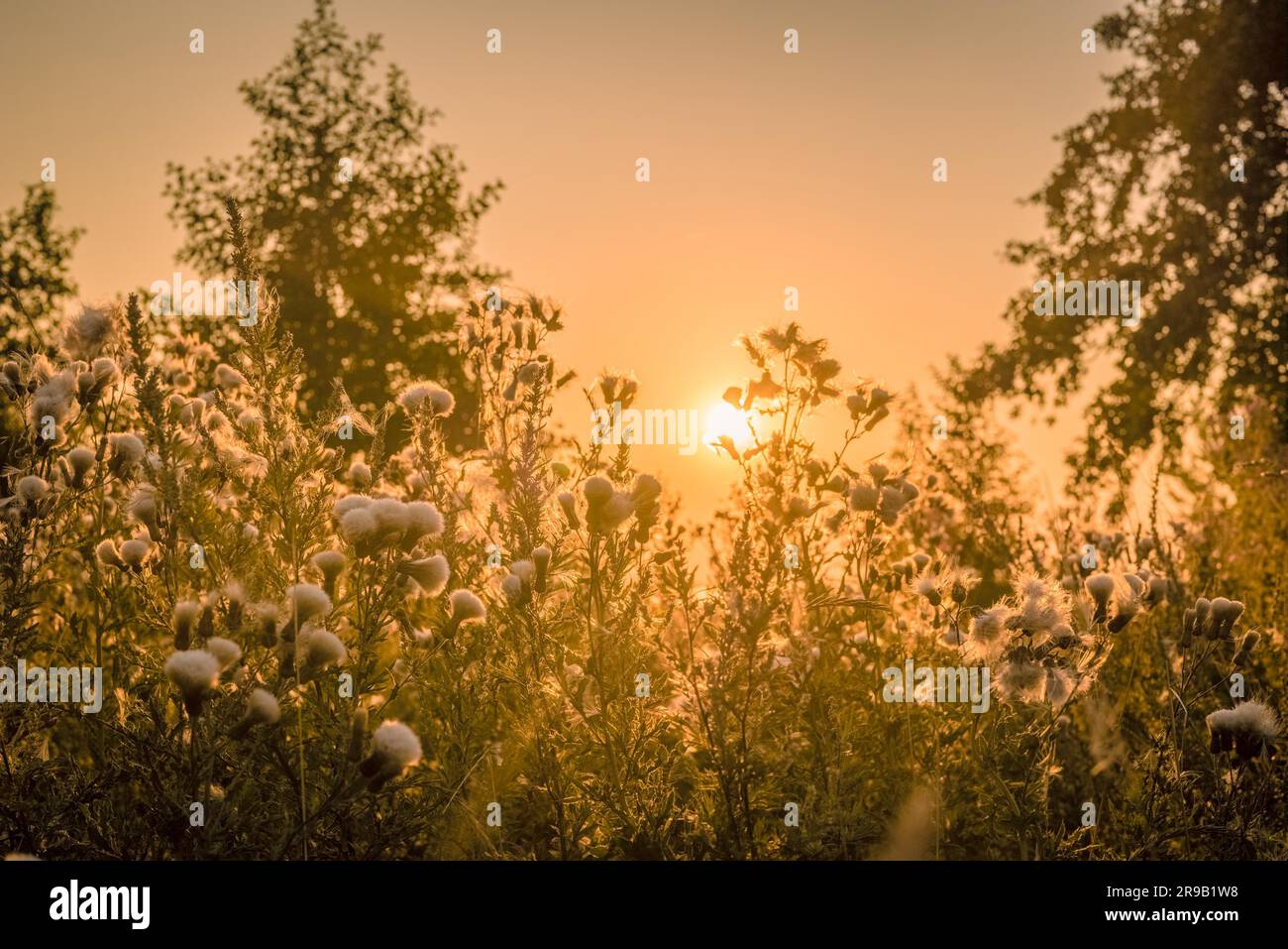 Sunrise over field of flowers hi-res stock photography and images - Alamy