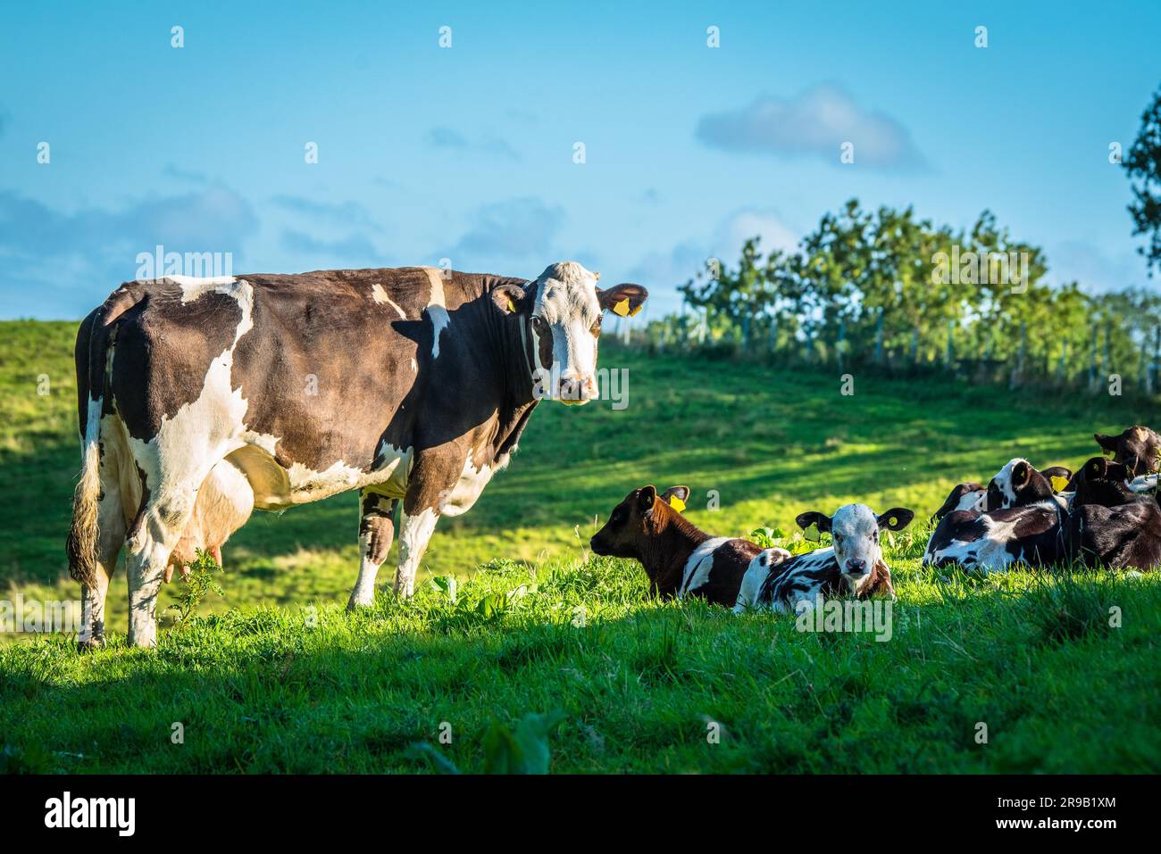 Cow cows green grass hi-res stock photography and images - Alamy