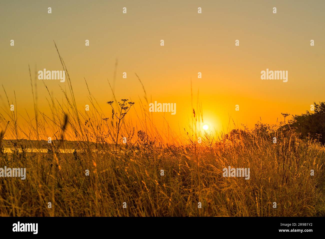 Sunrise over a lake in the morning with tall grass Stock Photo - Alamy