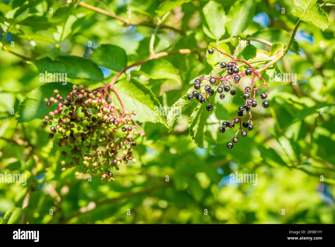 Elderberries in a tree at summertime Stock Photo