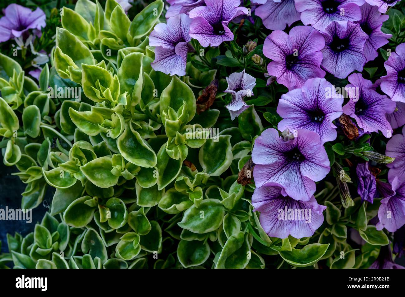 Petunia ornamental flowers in natural habitat in full bloom from close range, elegant colorful plants Stock Photo