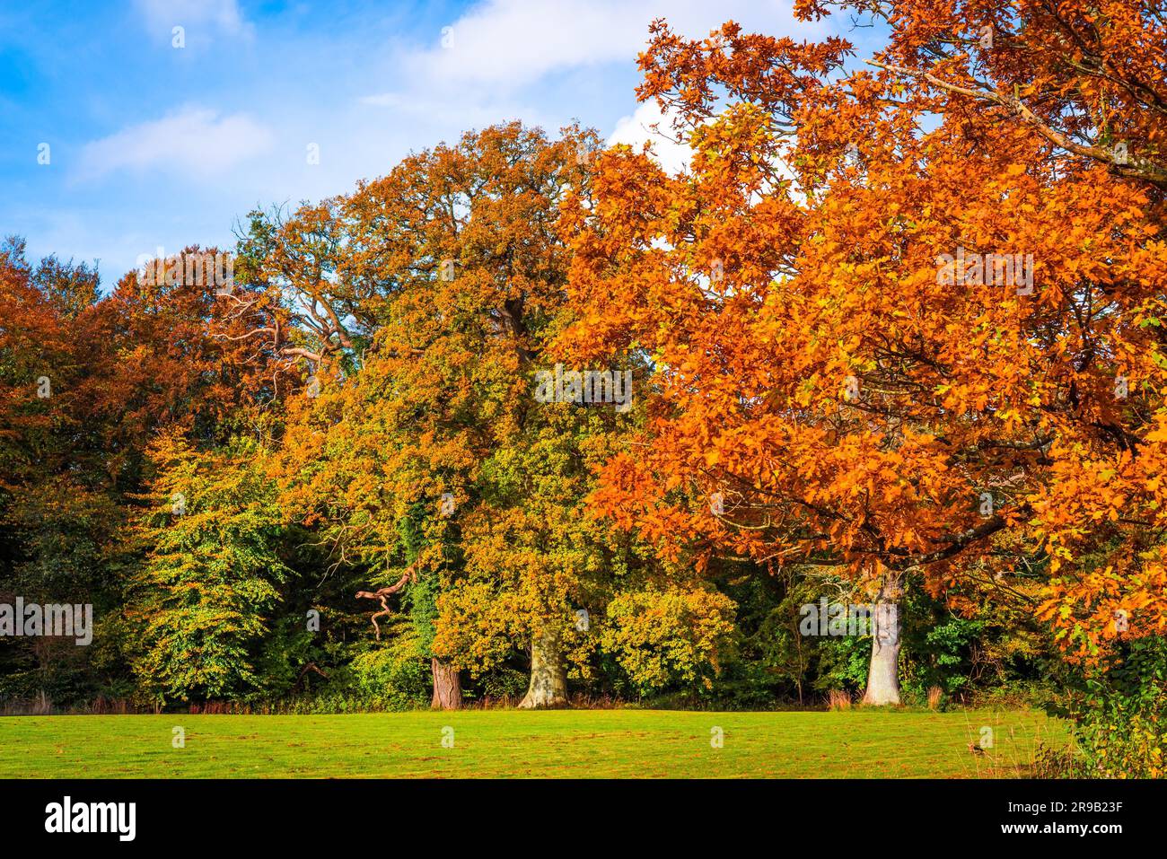 Trees in autumn colors in a park in daylight Stock Photo