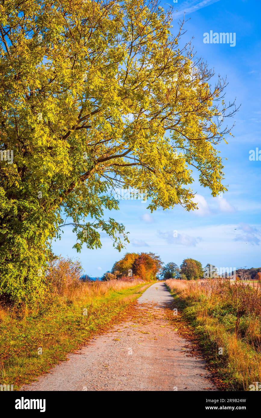 Autumn landscape with a path in daylight Stock Photo