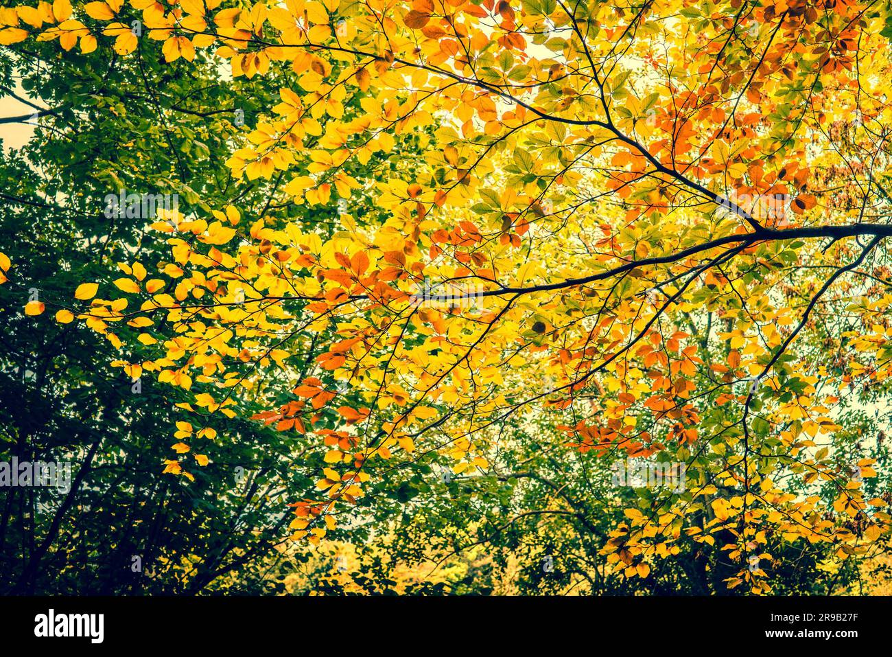 Autumn leaves in the forest trees Stock Photo - Alamy