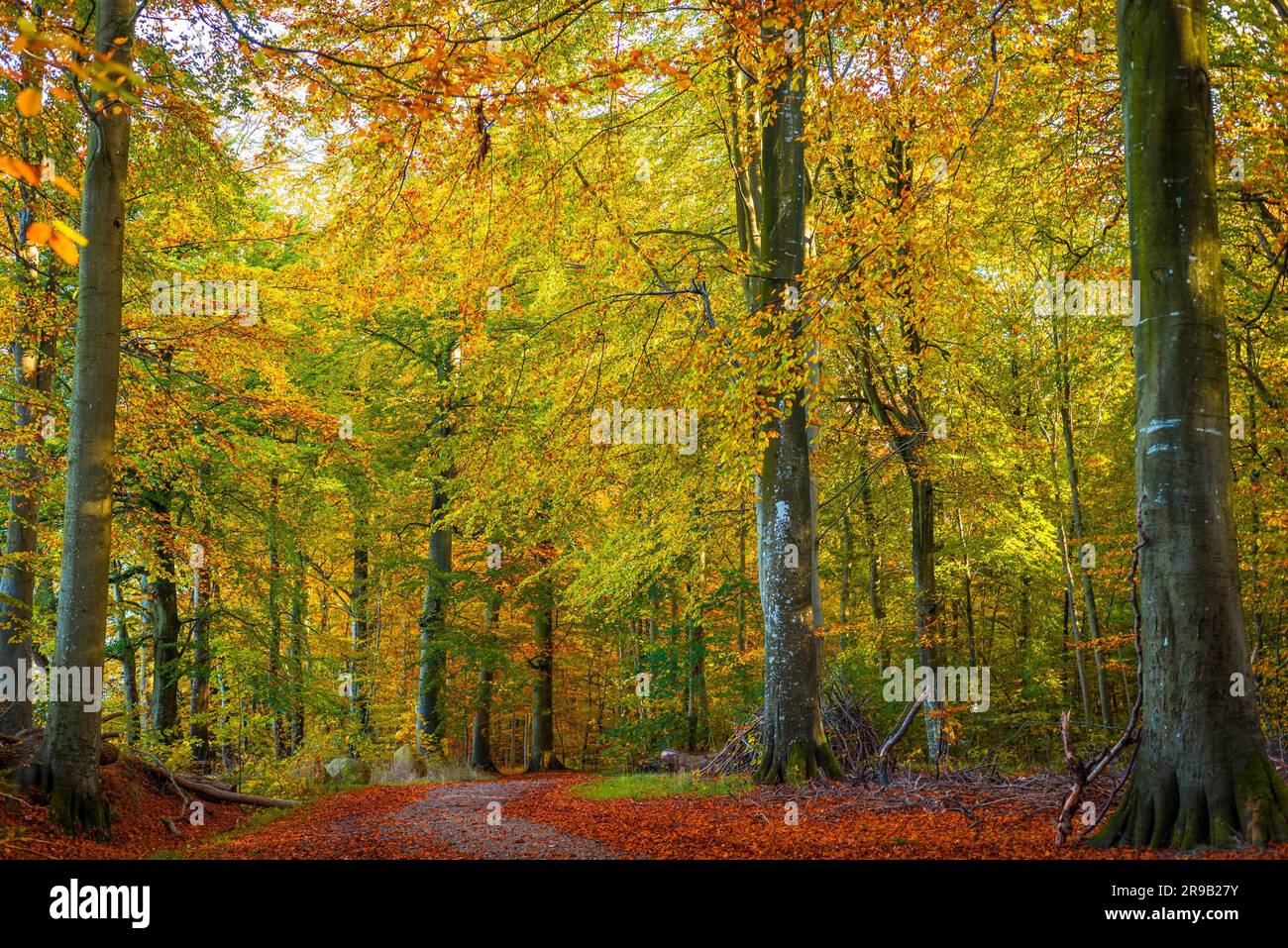 trees-in-a-forest-with-warm-colors-in-the-fall-stock-photo-alamy