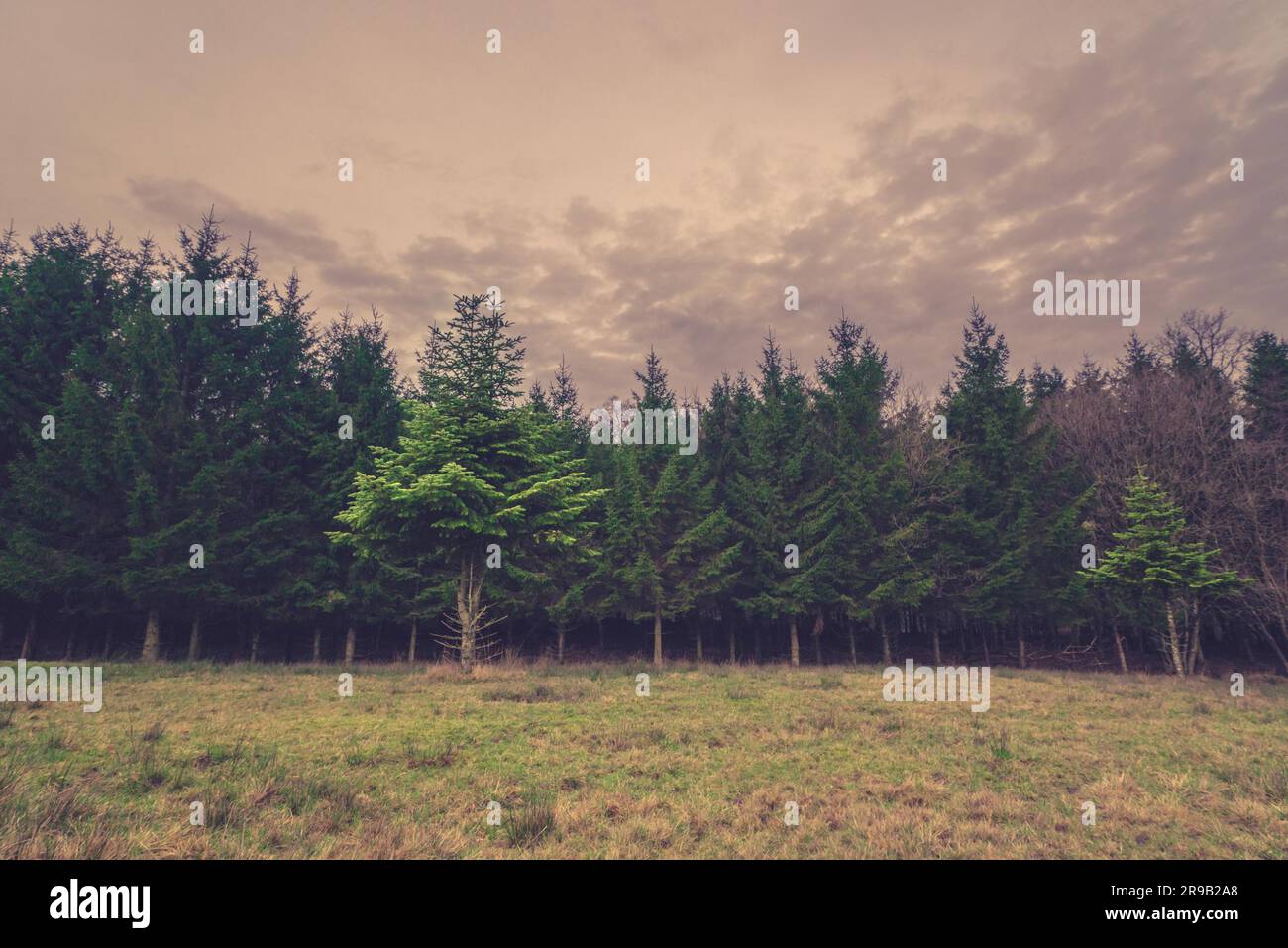 Row pine trees on hi-res stock photography and images - Alamy