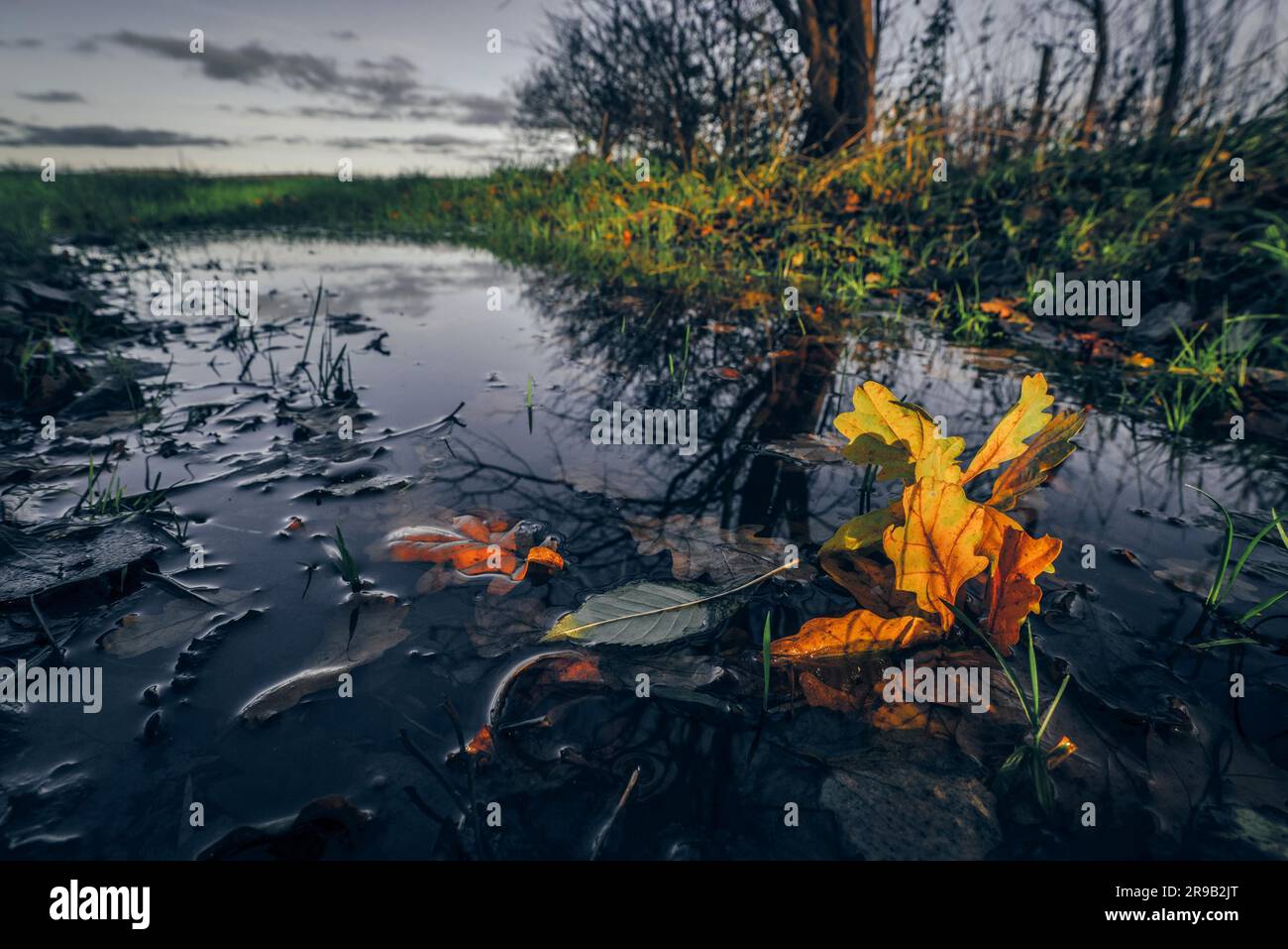 Autumn maple in a dark puddle in the fall Stock Photo - Alamy