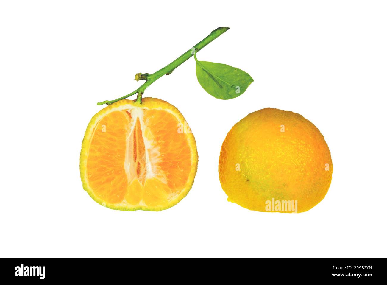 Clementine cutted in half isolated on white background Stock Photo Alamy