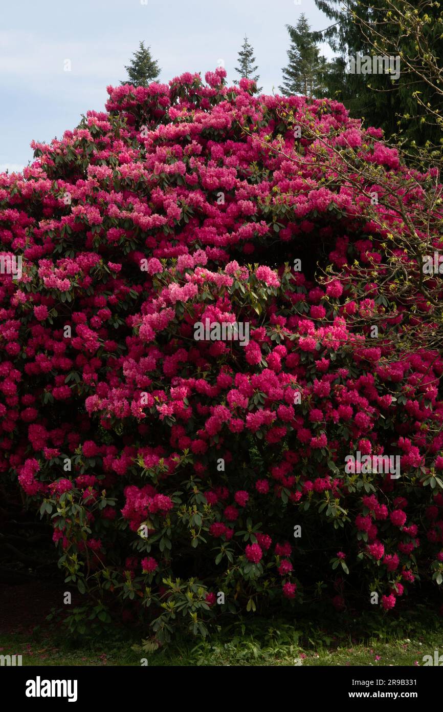 Tree Rhododendron, Heaven's Gate, Wiltshire, England Stock Photo