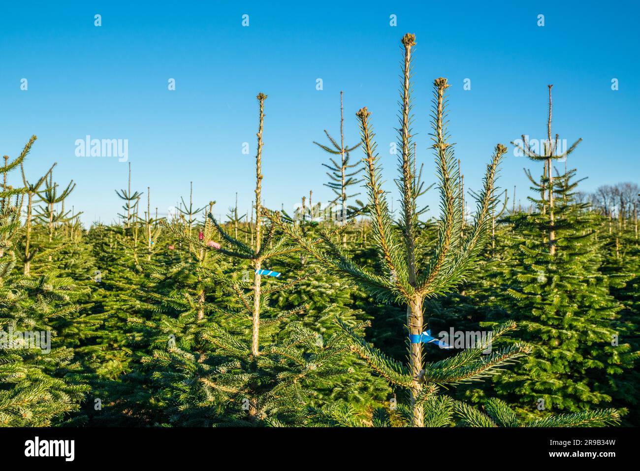 Pine trees for sale at a plantation in daylight Stock Photo Alamy