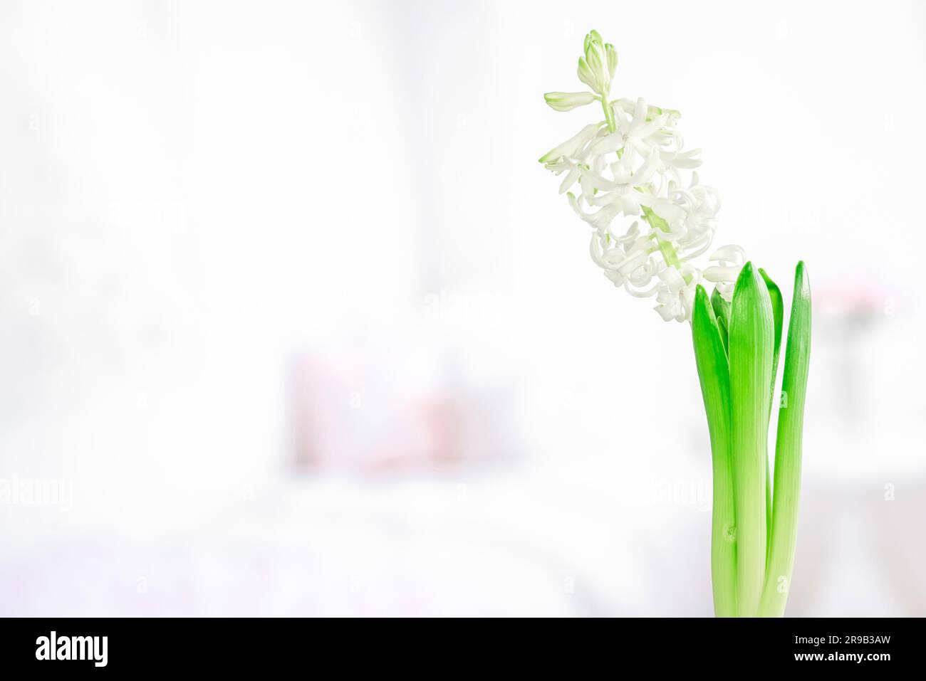 Blooming white hyacinth flower with green leaves Stock Photo
