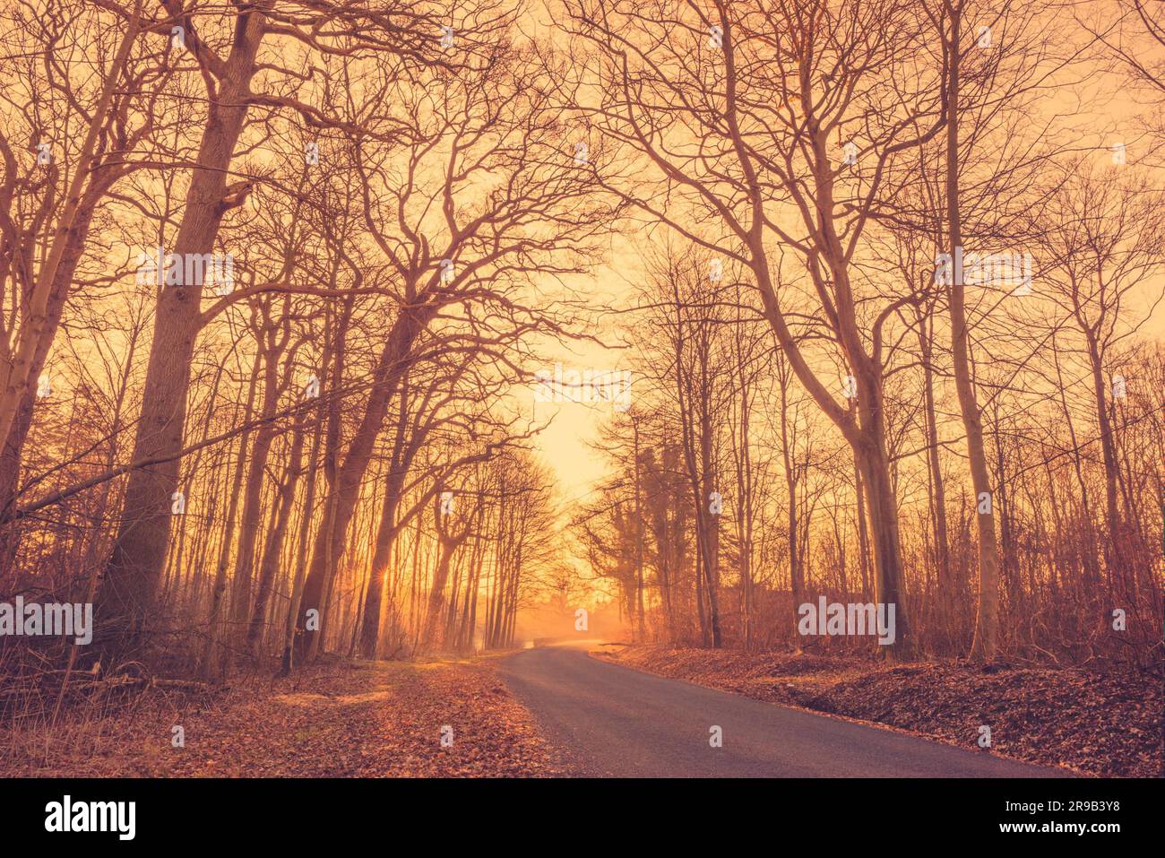 Asphalt road in a misty forest at sunrise Stock Photo - Alamy