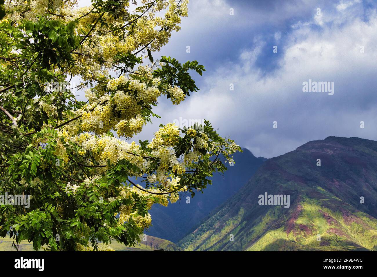 Golden shower trr blooming on maui. Stock Photo