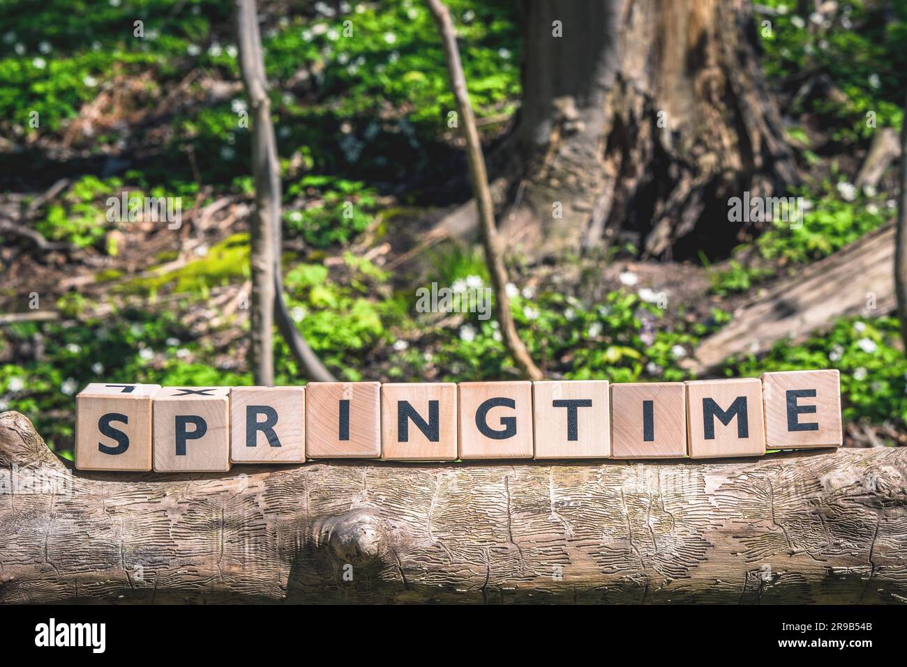 Springtime message in a forest in the spring Stock Photo